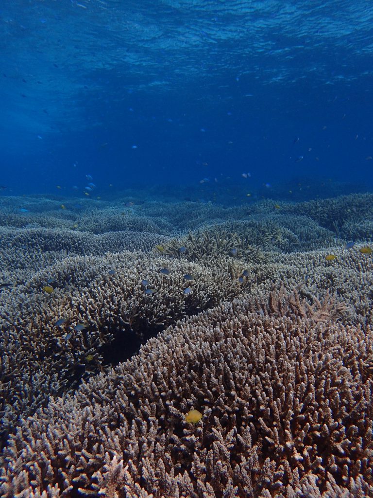 今日も素敵な海の中