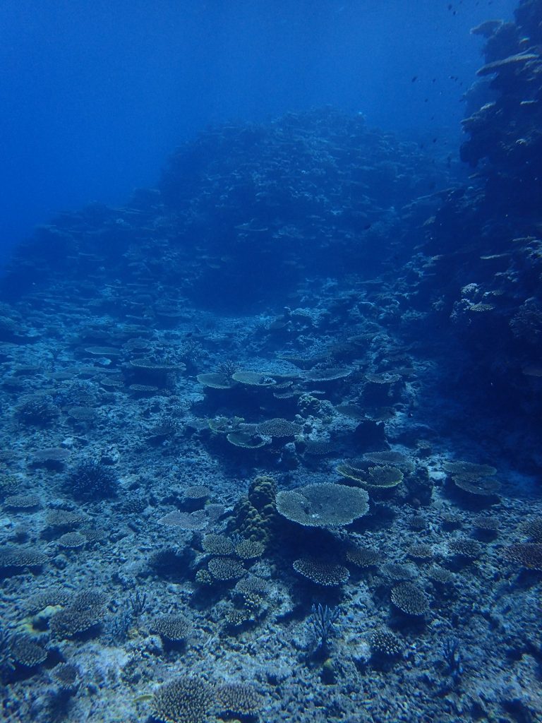 すくすくサンゴが育つ西表の海の魅力