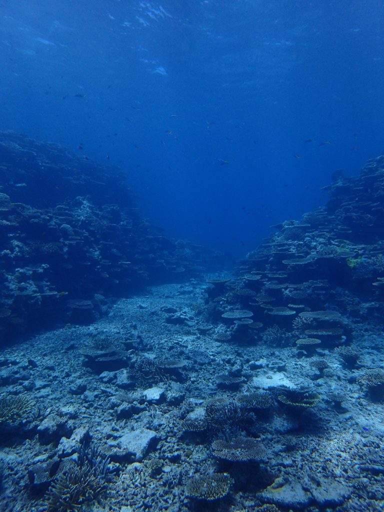 素敵なサンゴの海、西表