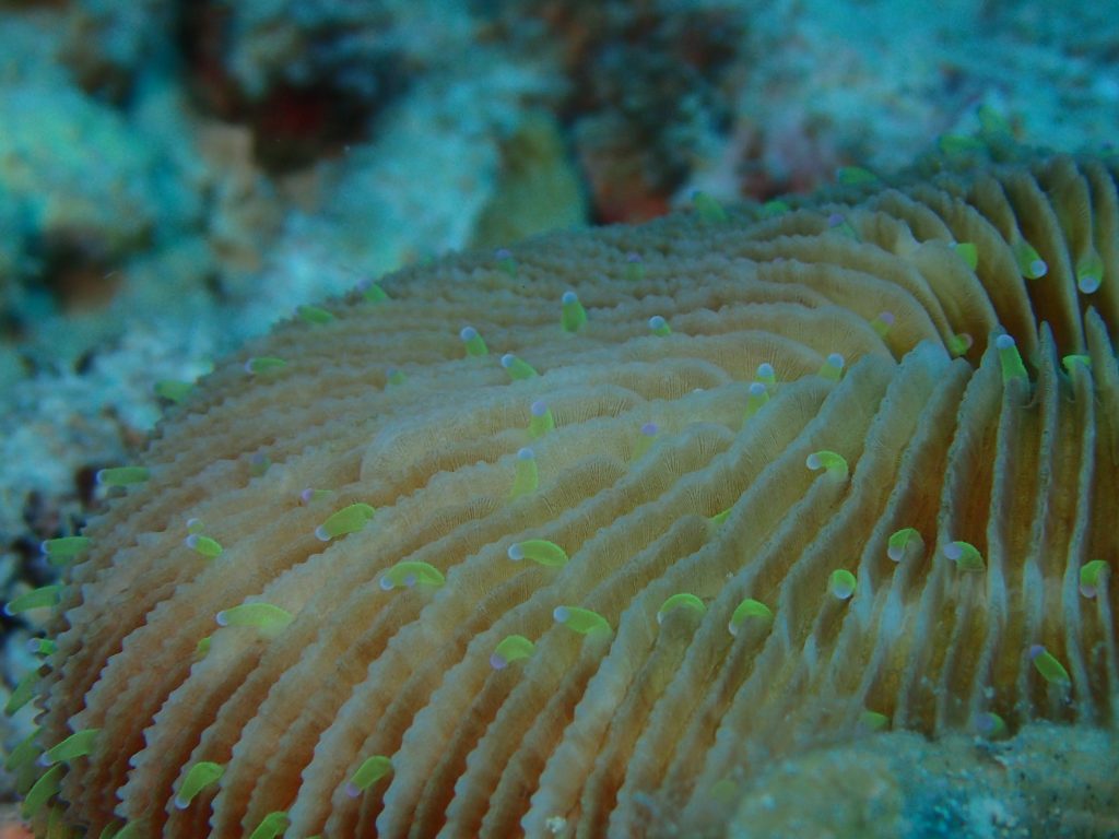 クサビライシの腕