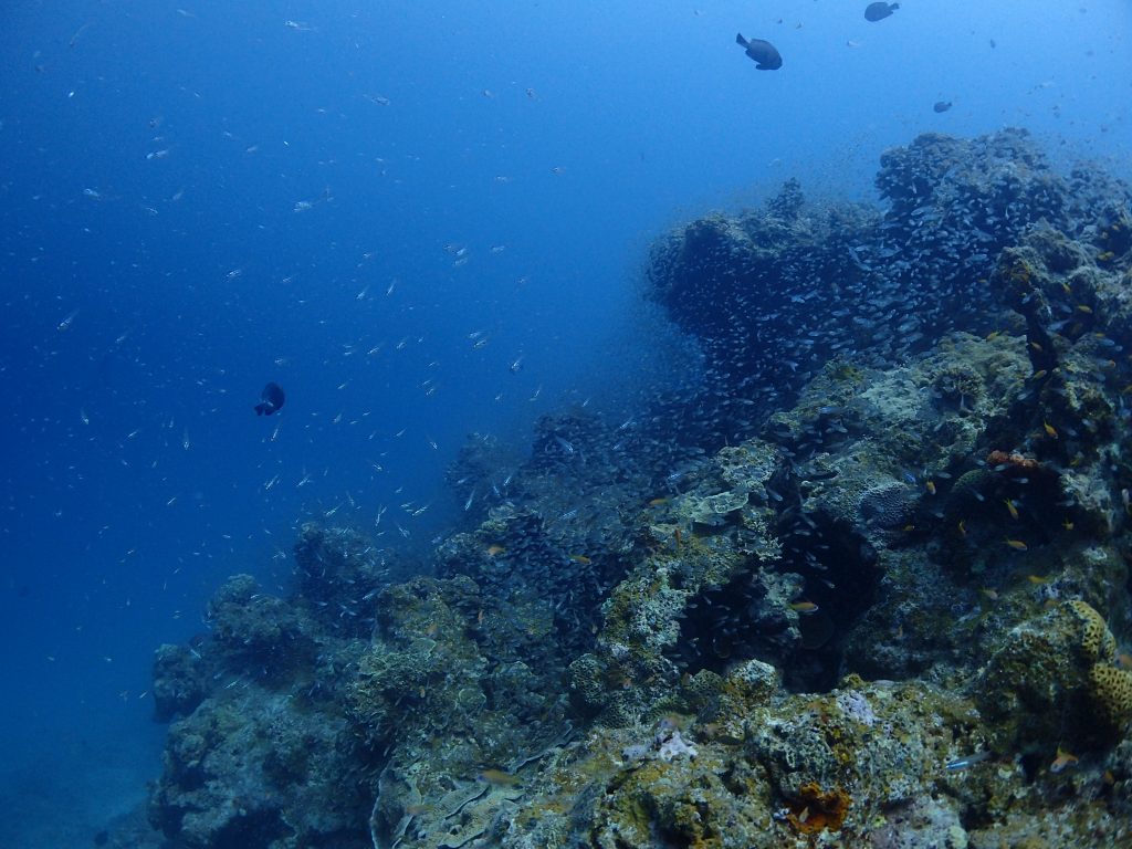 魚の増える季節