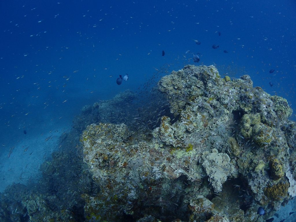 魚の増える季節