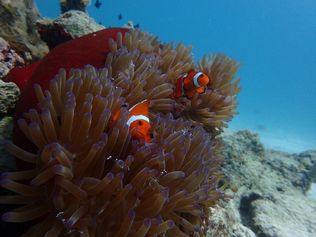 カクレクマノミ　西表島