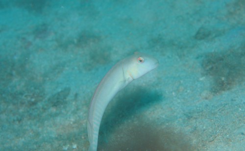 タテヤマベラ　西表島