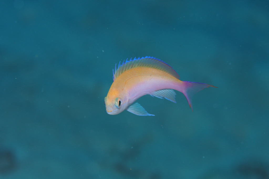 フタイロハナゴイ　西表島