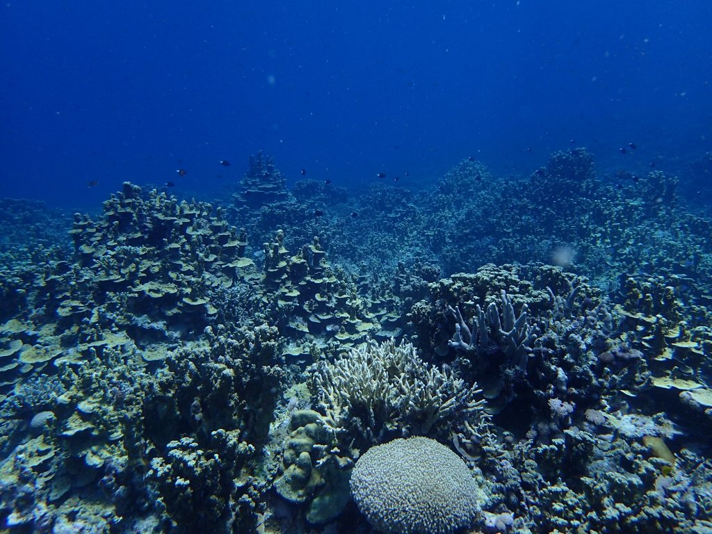 パラオハマサンゴが広かる海、西表島