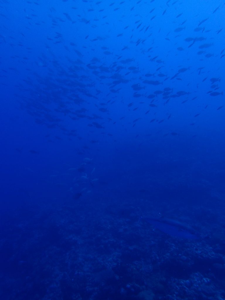 右も左も魚だらけ