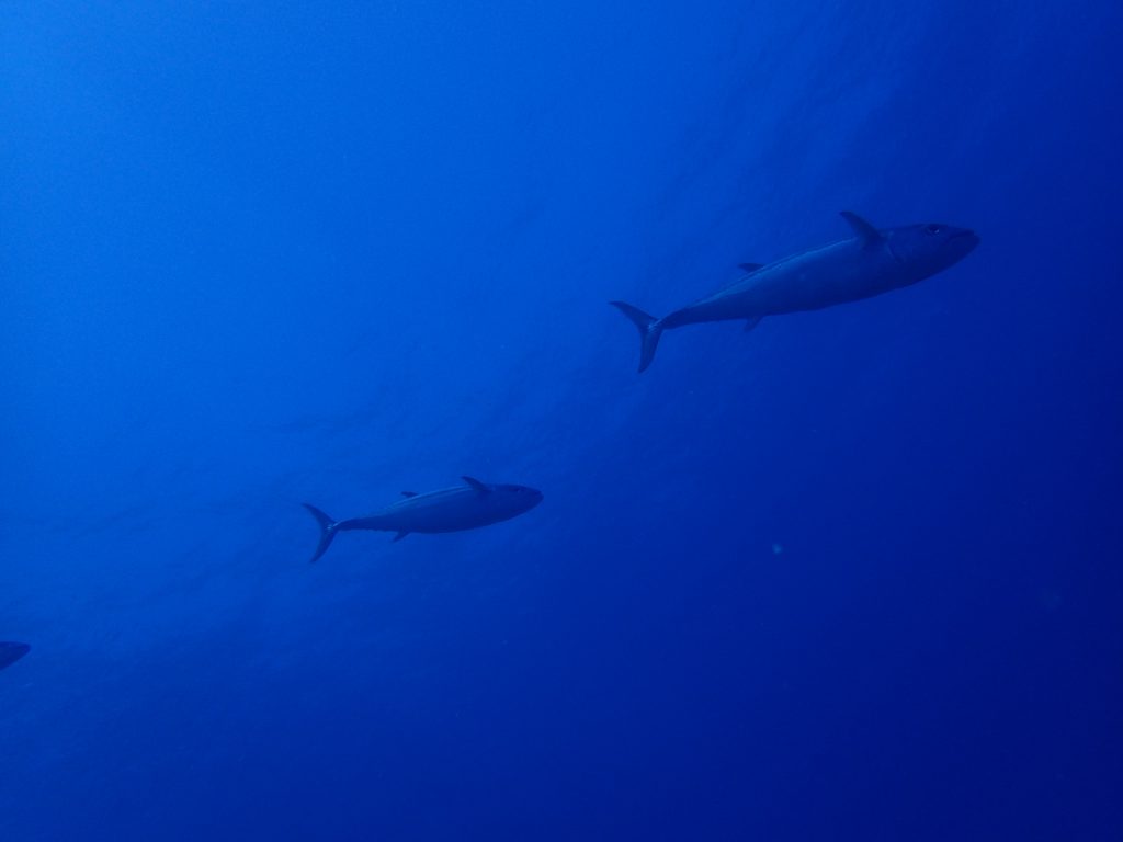 イソマグロダイビング