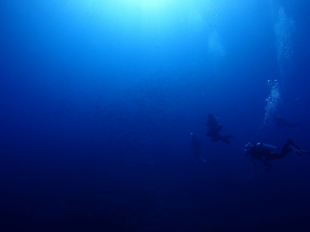 魚群を求めて西表