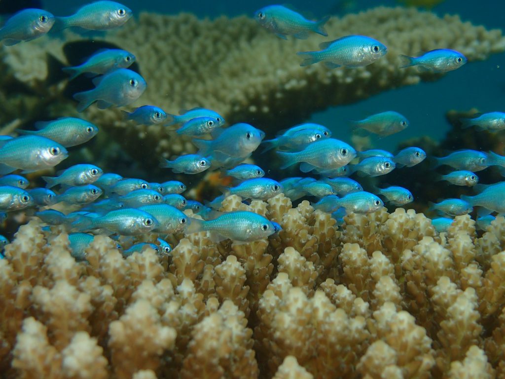 秋の幼魚たち