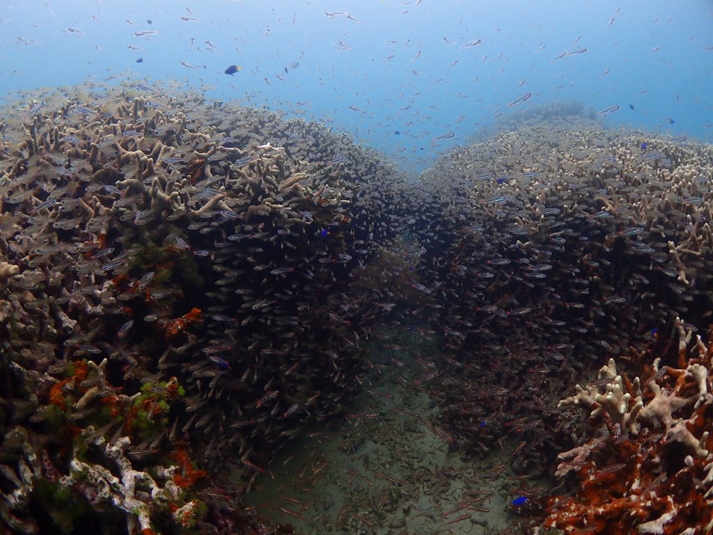 船浮湾は魚の宝庫