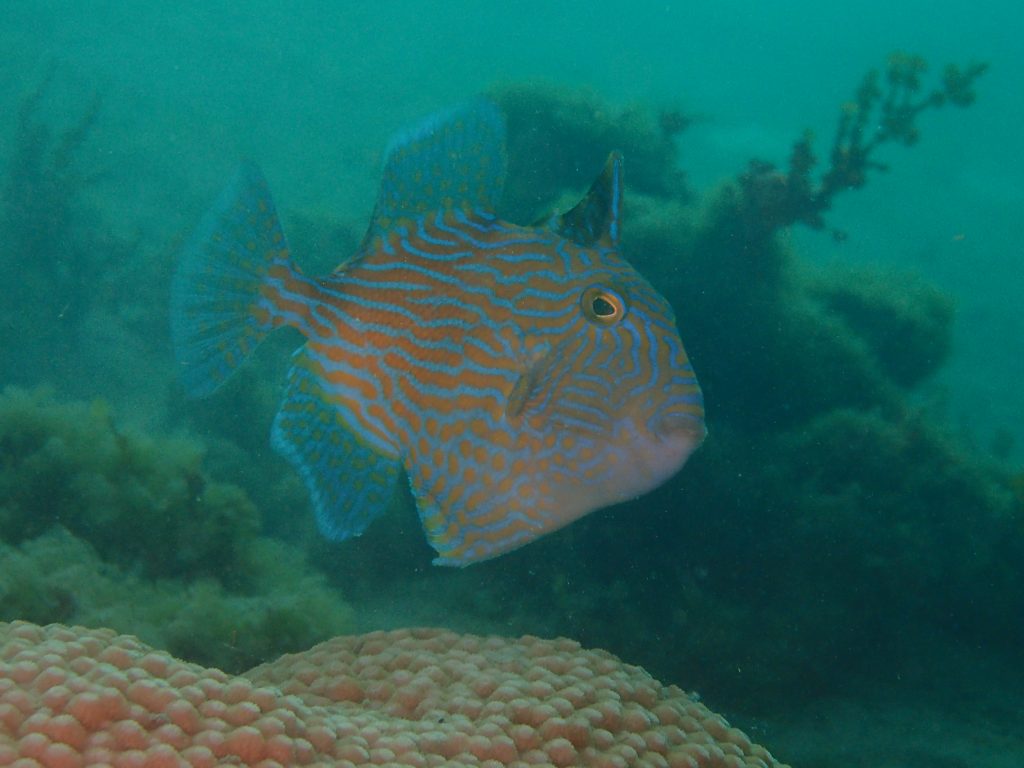 泥池に珍魚