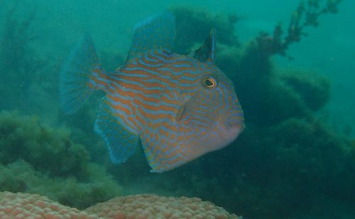 泥池に珍魚