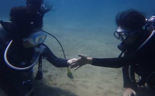 体験ダイビング　ウミウシ