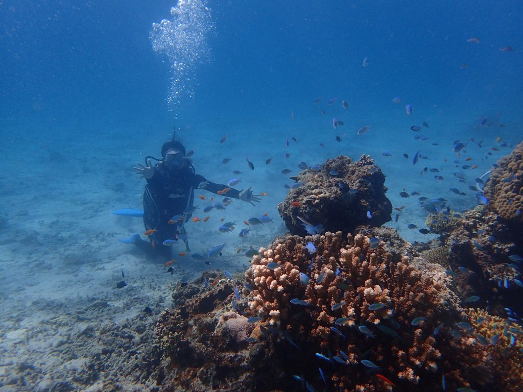 カラフルな魚がいっぱい西表体験ダイビング