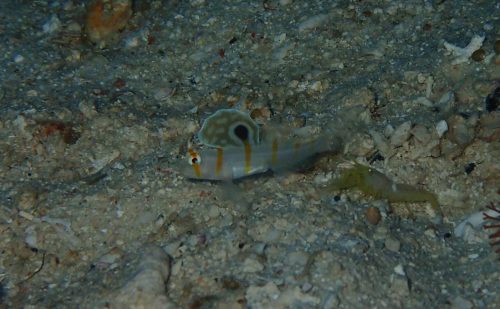 ニチリンダテハゼ幼魚のいる西表島