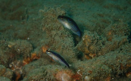 ウキホシハゼ　西表島