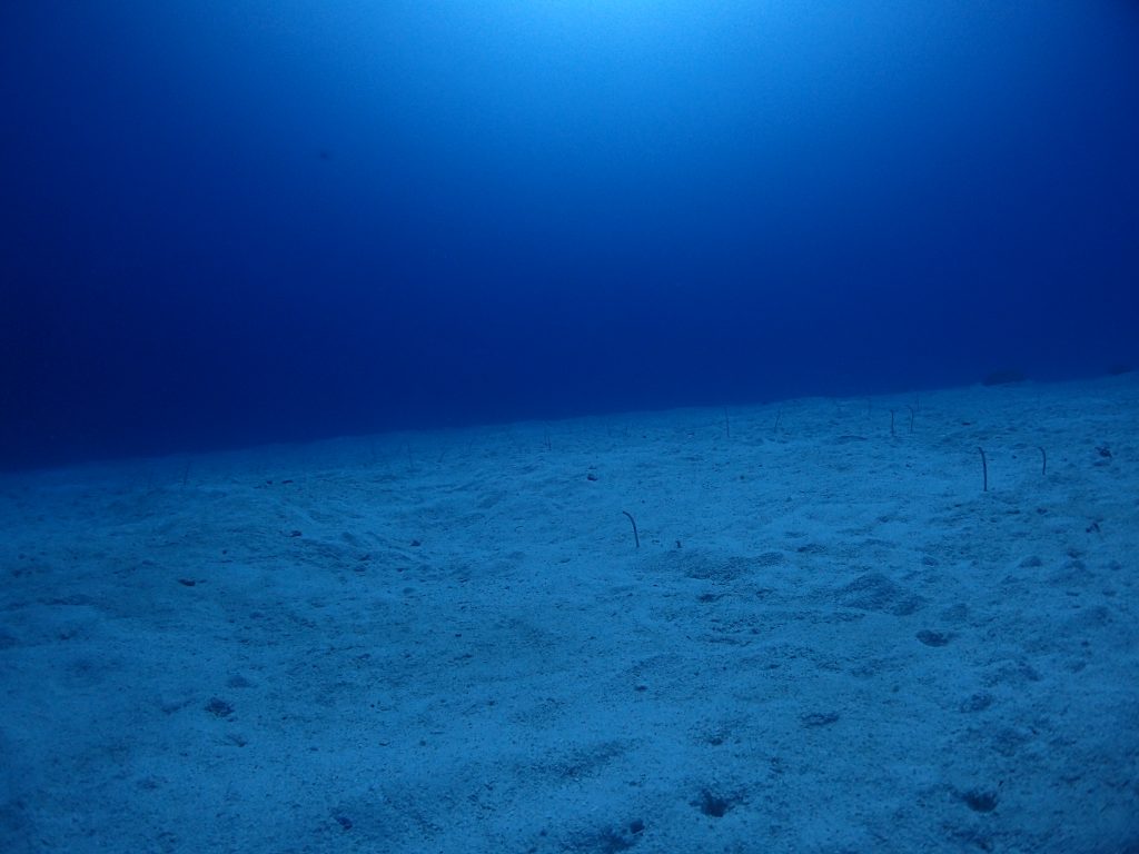 ガーデンイールの楽園　西表島