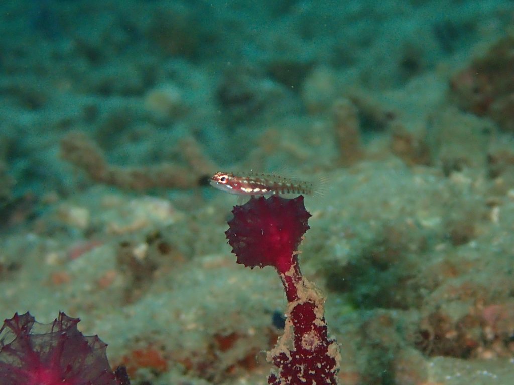 西表湾奥　名前のない生物