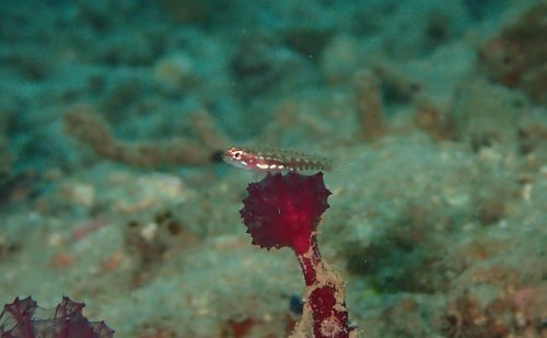 西表湾奥　名前のない生物