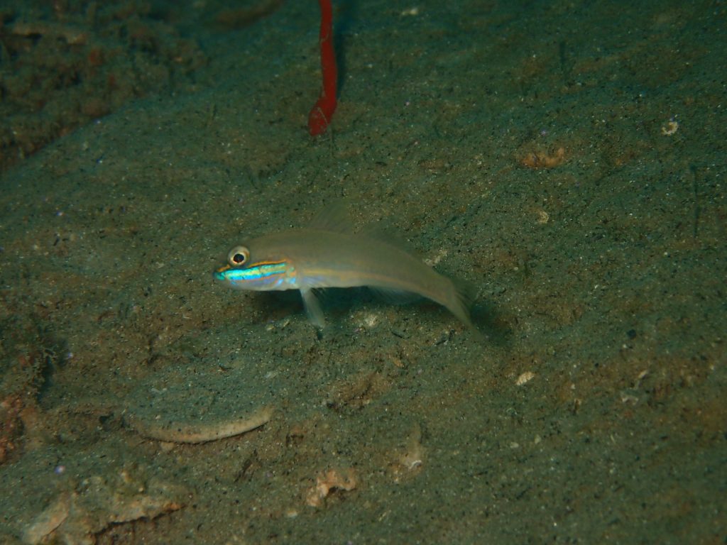 西表湾奥の魚