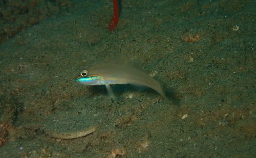 西表湾奥の魚