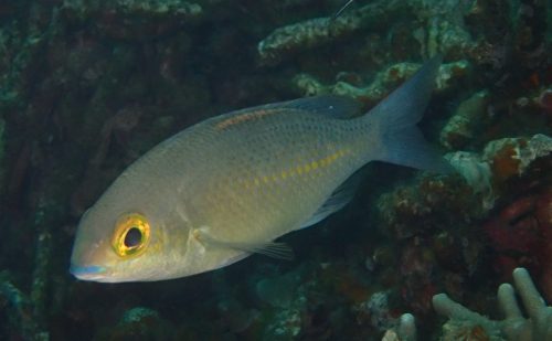 船浮湾奥でダイビング