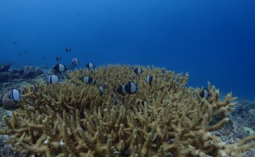 フタスジリュウキュウの繁殖期