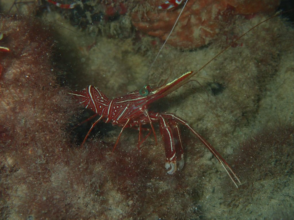 西表のスザクサラサエビ