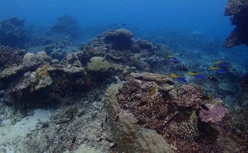 サンゴミックス西表島