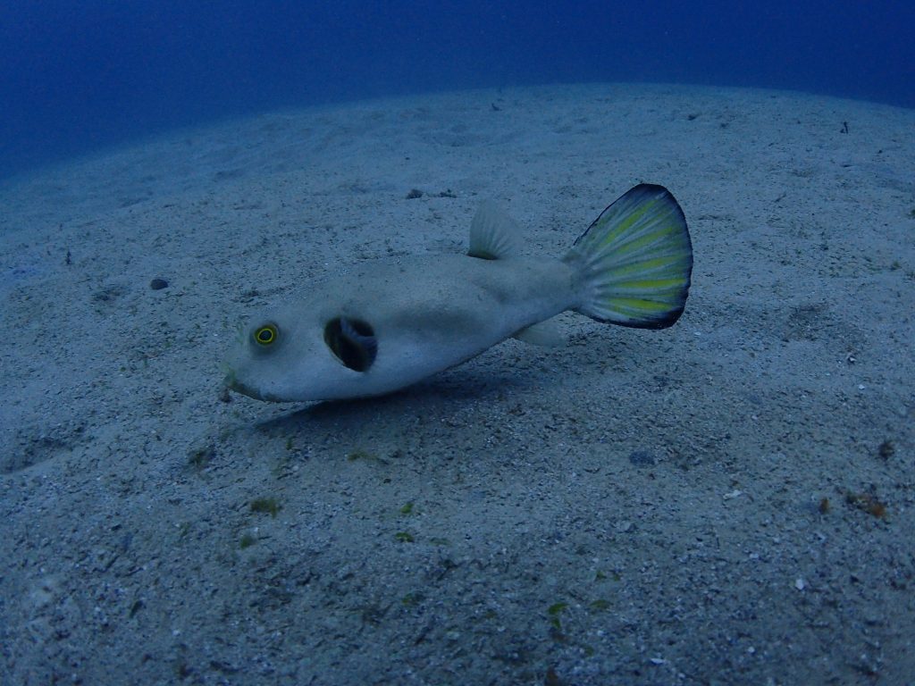 西表の魚