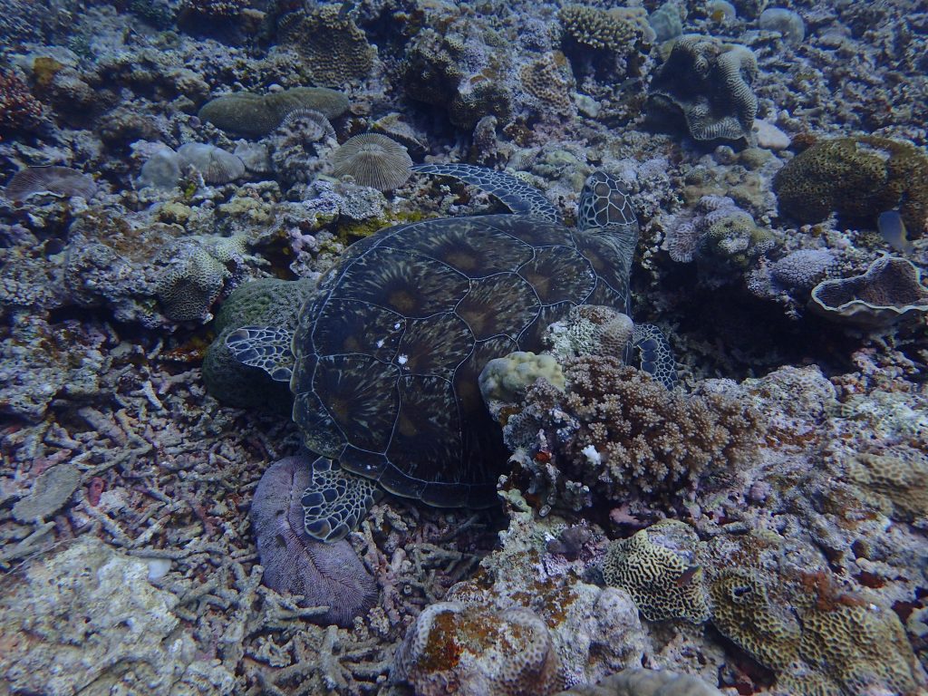 リフレッシュでカメに遭遇