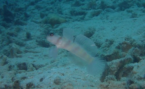 求愛するハゼが見どころ　西表島