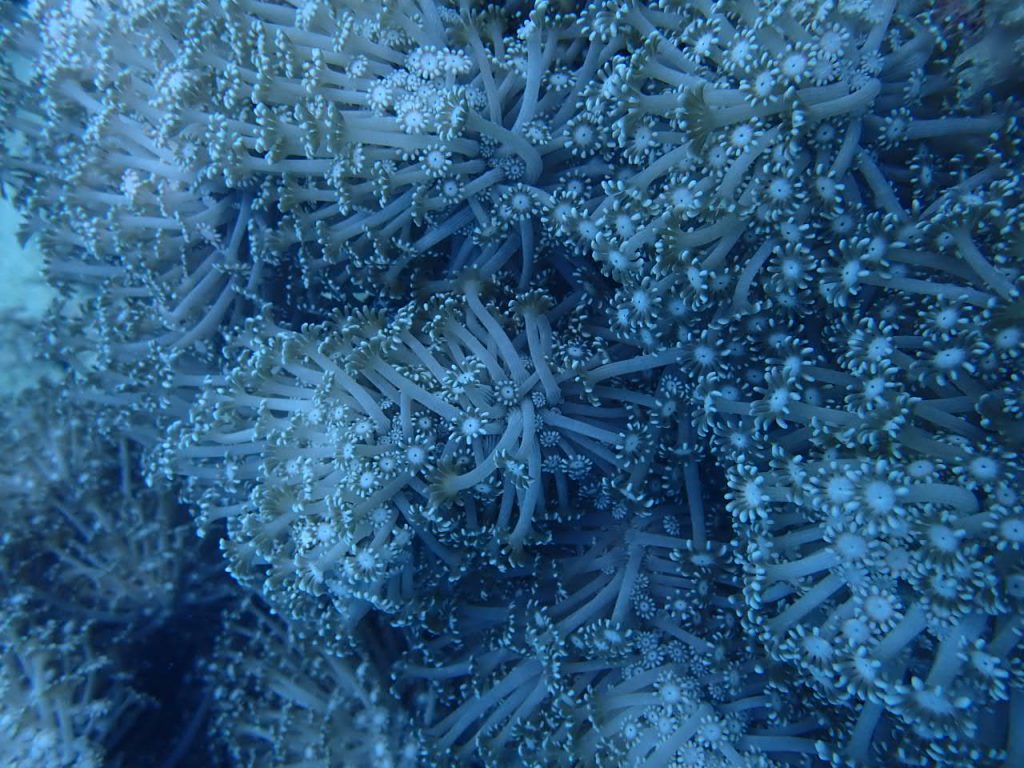 西表島　アワサンゴ