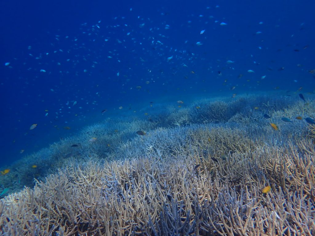 水中パラダイス　西表島