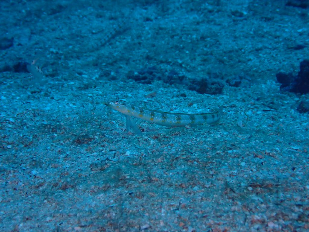 西表島　リュウグウベラギンポ近似種