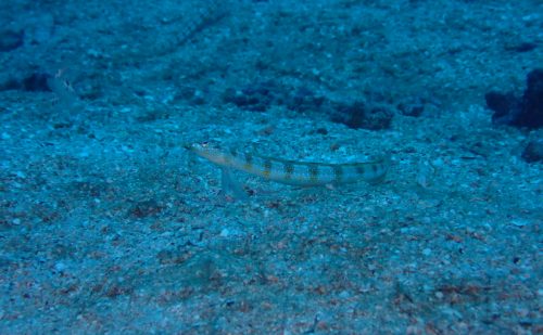 西表島　リュウグウベラギンポ近似種