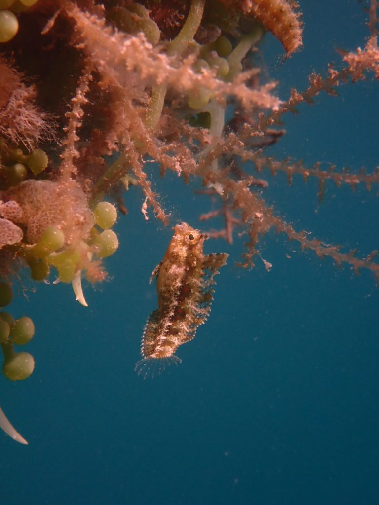 西表島　ハタタテギンポ幼魚