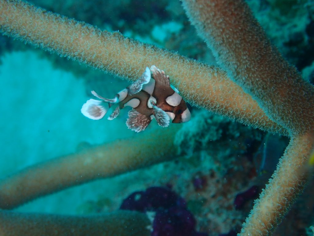 西表島９月　チョウチョウコショウダイyg