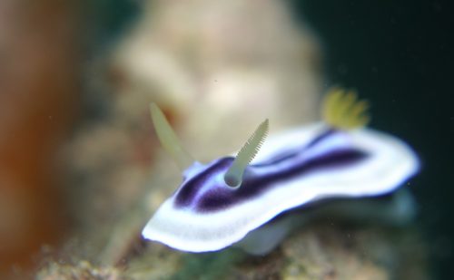 西表島　シライトウミウシ