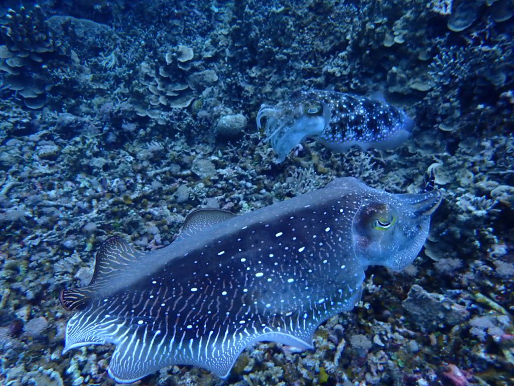 西表島　コブシメの求愛