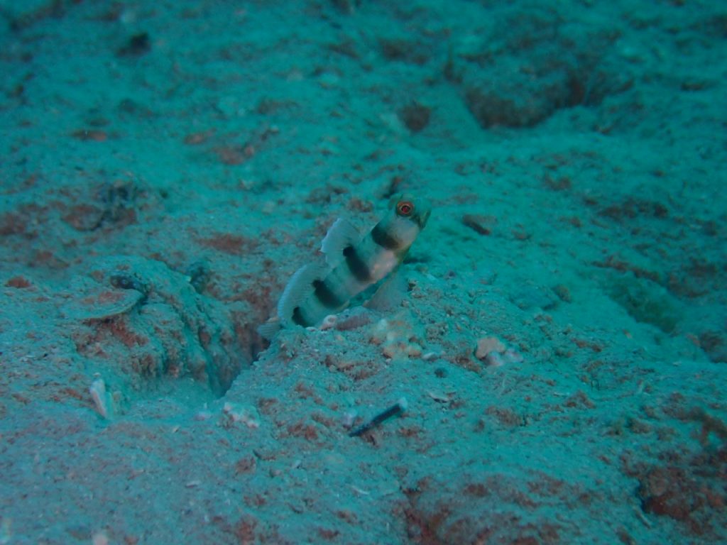 西表島　ニュウドウダテハゼ