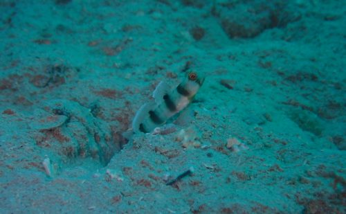 西表島　ニュウドウダテハゼ