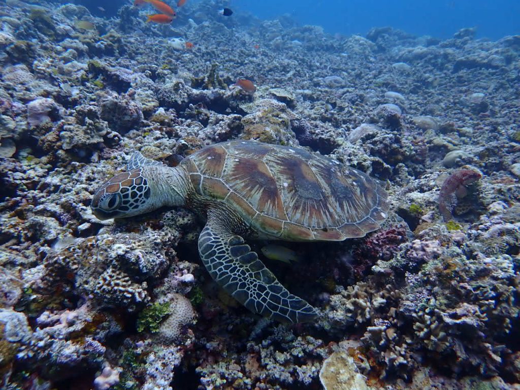 ぐったりのカメ　西表島