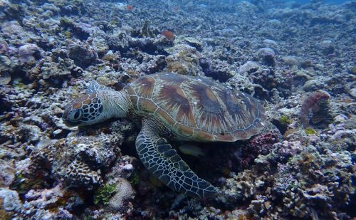 ぐったりのカメ　西表島