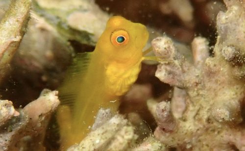 インドカエルウオ幼魚　西表島