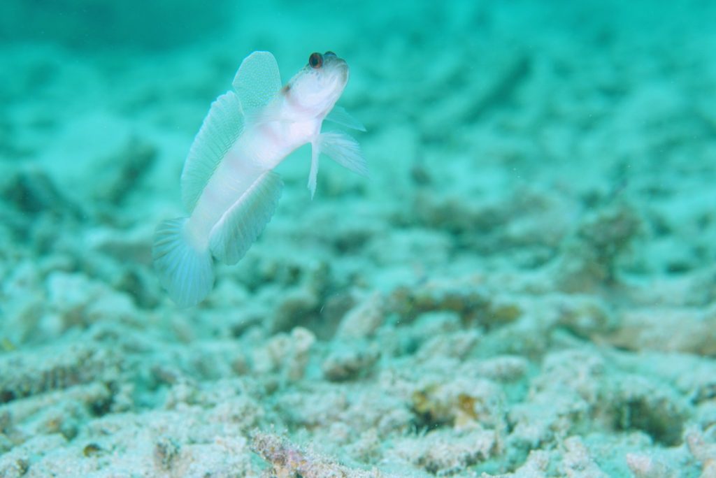 ヒメダテハゼ求愛　西表島