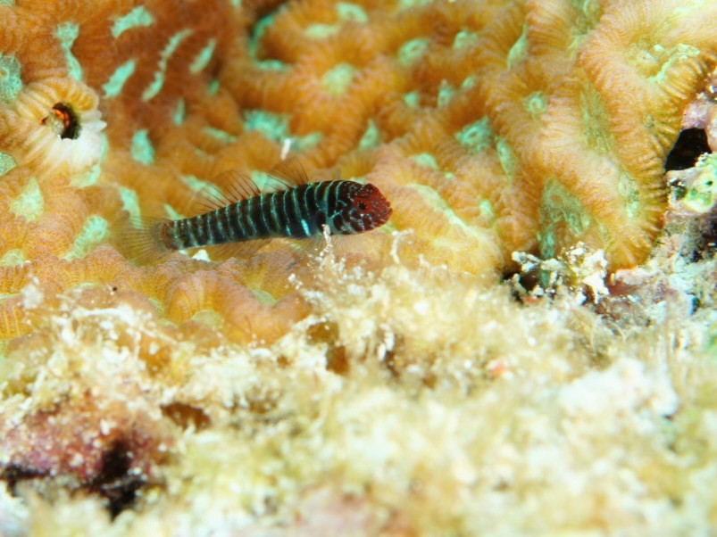 トラノコイソハゼ　西表島