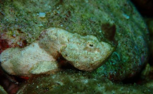 西表島　泳がない魚