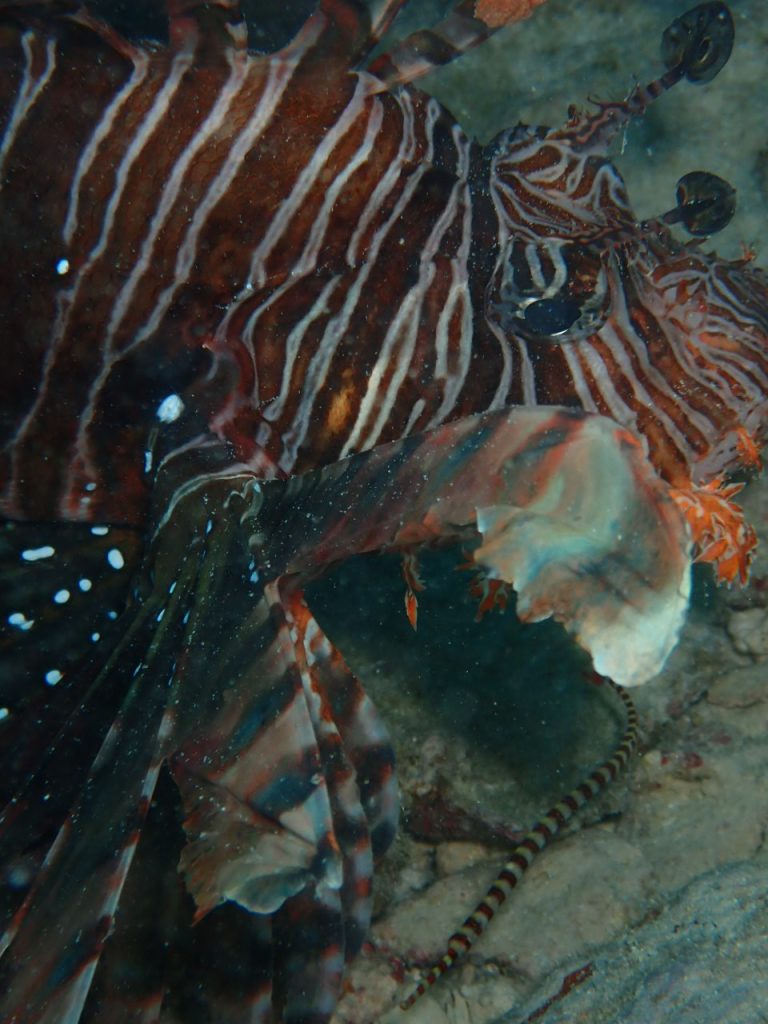 ハナミノカサゴのすぐ目の前にオイランヨウジ　西表島